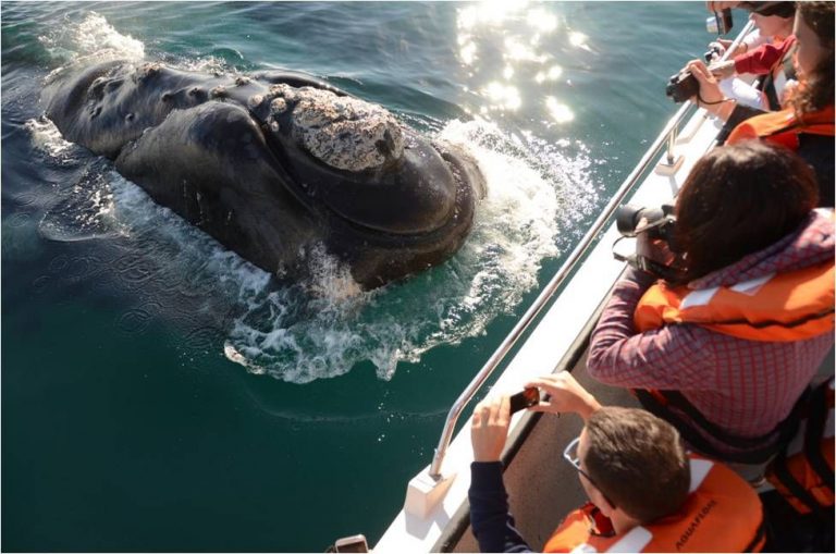 Península Valdés, el encanto de las ballenas australes