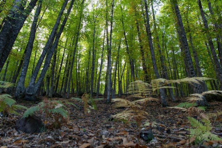WWF exige a los Gobiernos que cumplan sus compromisos de uso de la tierra y protección de los bosques
