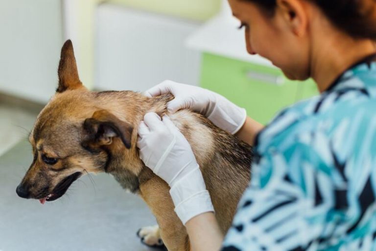 Parlamentarios animalistas piden rebajar el IVA veterinario al 10%