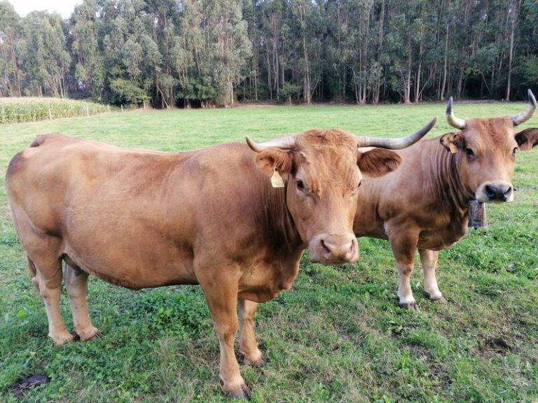 Asaja, COAG y UPA convocan movilizaciones para exigir precios justos para la leche