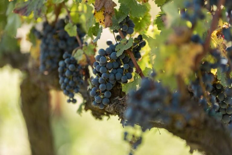 Bruselas registra los vinos ‘Urueña’ de Valladolid como denominación de origen de la UE