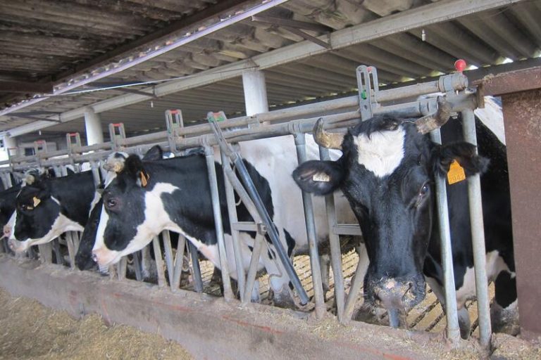 UCCL acusa a Lactalis de «ahogar y arruinar» al ganadero de leche