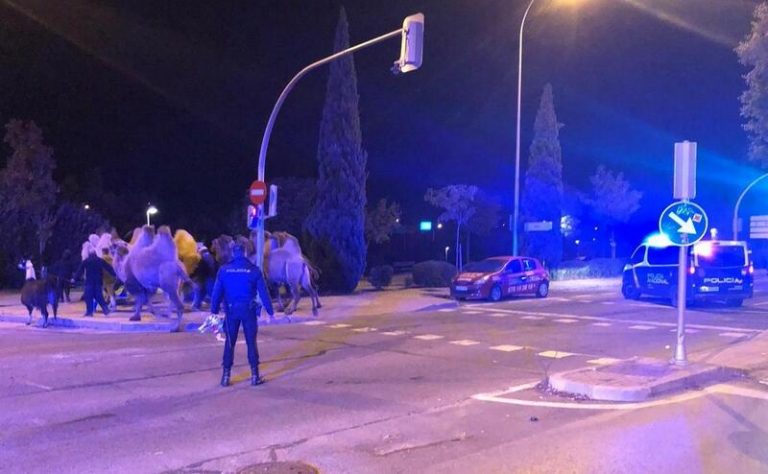 Madrid no tiene circos con animales salvajes pero sí puede haber camellos y llamas por considerarse animales domésticos