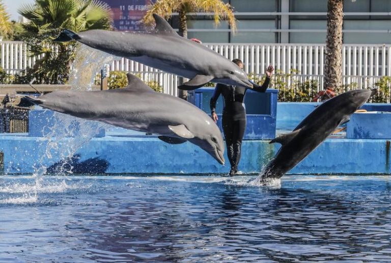 Fundación Oceanogràfic impulsa un centenar de proyectos de conservación marina