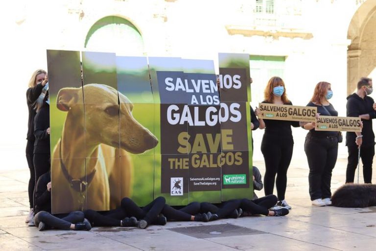 Ecologistas denuncian que más de 50.000 galgos son abandonados cada año: «La sociedad exige cambios»