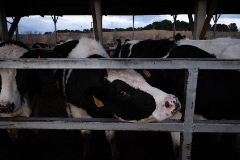 Greenpeace presenta alegaciones al Real Decreto de ordenación de explotaciones bovinas