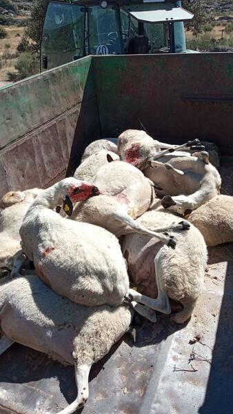 Organizaciones agrarias recurren la protección del lobo a la AN