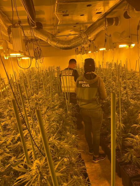 Detenidas 23 personas de una organizacion dedicada a cultivo de marihuana