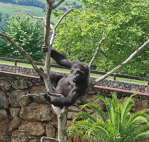 Cabárceno despide al gorila ‘N’Guvu’, trasladado al Zoo Botánico de Kazán