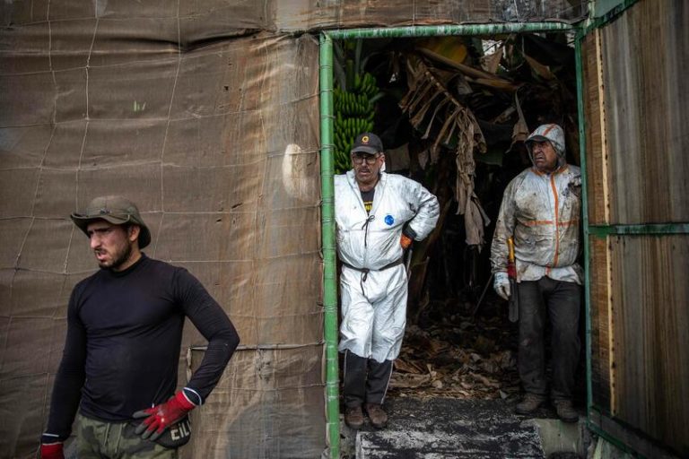 UPA-UGT pide al Gobierno canario acelerar el pago de las ayudas al sector primario en La Palma