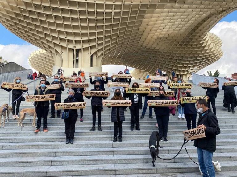 Activistas se concentran en Sevilla para dar visibilidad a los «más de 50.000 galgos» abandonados en España cada año