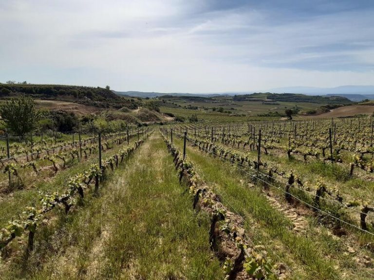 El PNV lleva al Congreso una ley que permitiría crear la ‘minidenominación’ vasca de Rioja Alavesa