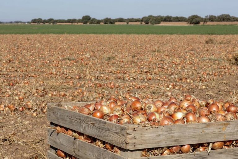 Banquillo para dos acusados de explotar a trabajadores agrícolas en Valladolid