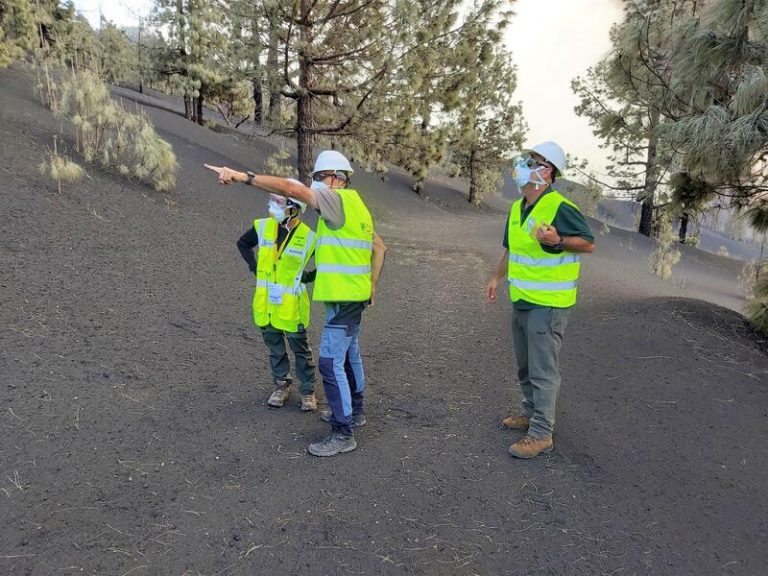 Pino canario y lagartos, especies más afectadas por la erupción de Cumbre Vieja