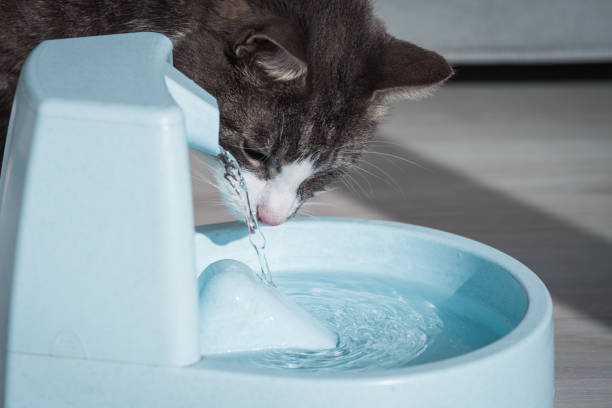 Por qué los gatos necesitan una fuente de agua? - Quora