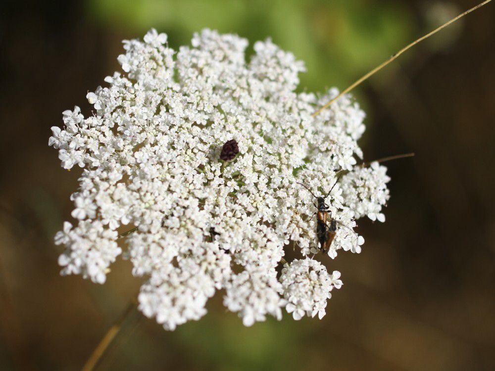 Cicuta Manchada