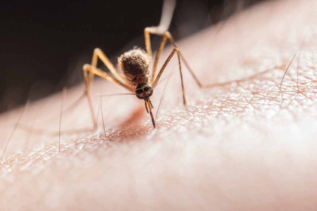 Disipa Los Mosquitos En Tu Casa