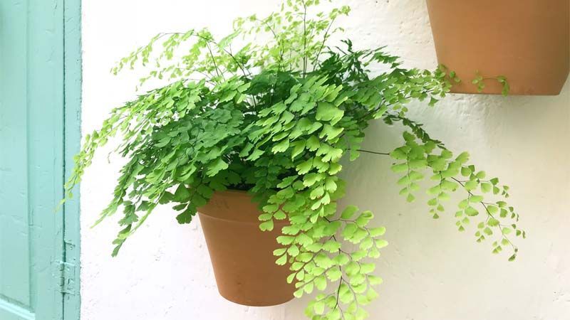 10 plantas que no necesitan luz para vivir