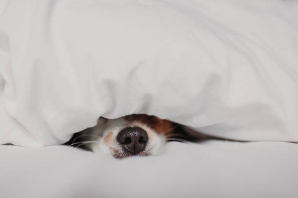 Cómo Saber Si Tu Perro Pasa Frío Cuando Lo Sacas A La Calle 11 Hocico Perro