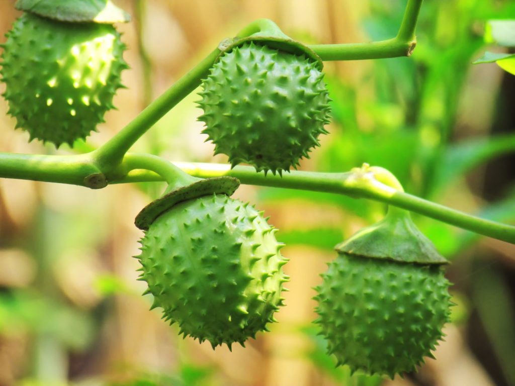 10 plantas peligrosas para los niños