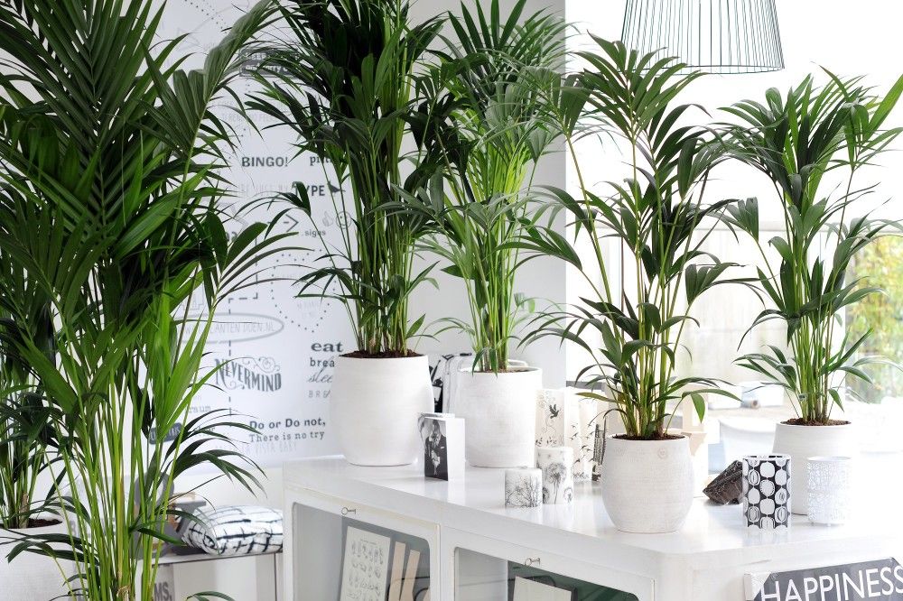 10 plantas que no necesitan luz para vivir