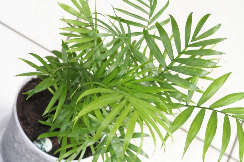 10 plantas que no necesitan luz para vivir