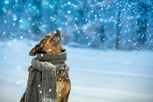 Cómo saber si tu perro pasa frío cuando lo sacas a la calle