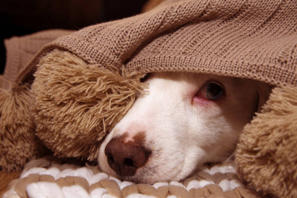 Cómo Saber Si Tu Perro Pasa Frío Cuando Lo Sacas A La Calle 9 Perro Con Manta