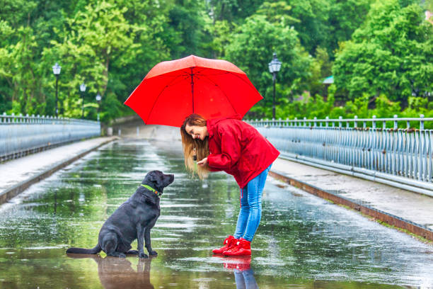 Cómo Saber Si Tu Perro Pasa Frío Cuando Lo Sacas A La Calle 15 Perro Lluvia