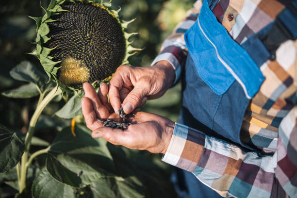 Pipas De Girasol El Motivo Por El Que No Deberías Abusar De Ellas