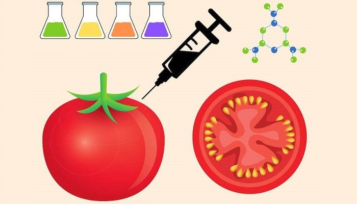 ¿Qué Son Los Alimentos Transgénicos?