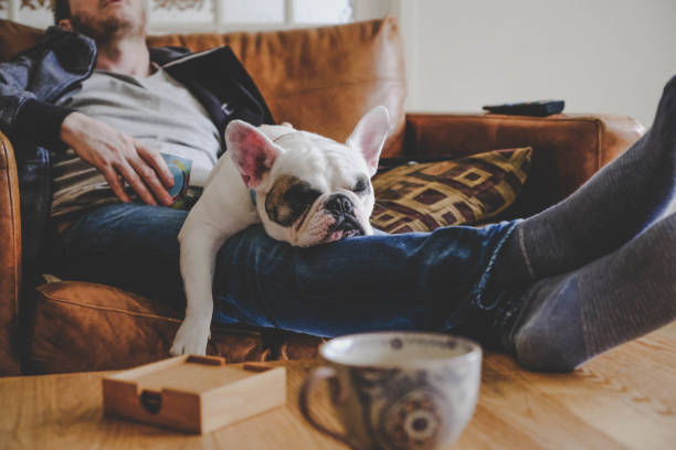 Cómo Saber Si Tu Perro Pasa Frío Cuando Lo Sacas A La Calle 10 Sofa 1