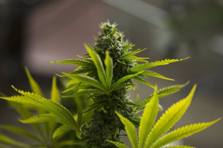 UP pide suprimir multas de la Ley Mordaza por cultivar plantas de marihuana en terrazas