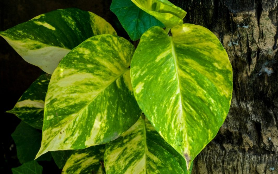 10 plantas que no necesitan luz para vivir