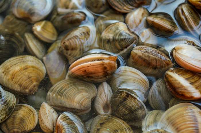 Las Almejas A La Plancha De Berasategui Que Puedes Hacer En Cinco Minutos