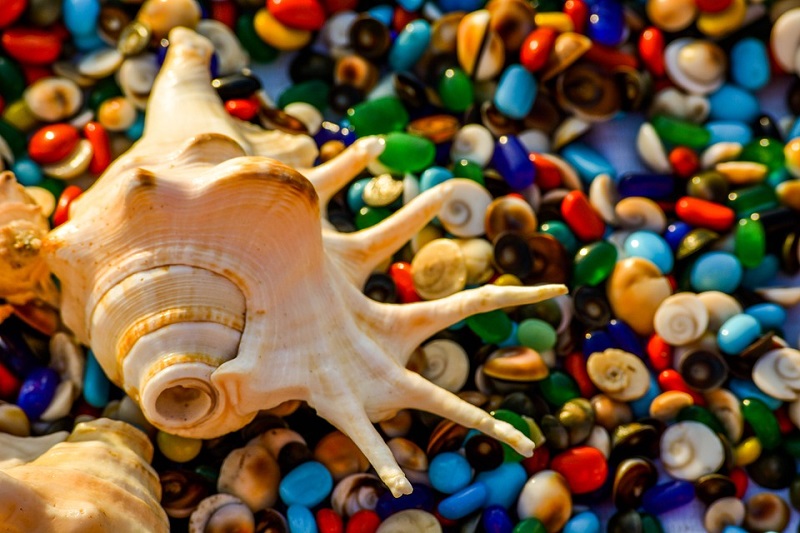 El Motivo Por El Que Oímos El Mar En Una Caracola