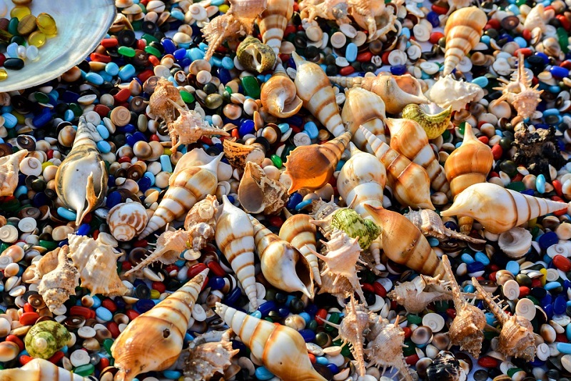 El Motivo Por El Que Oímos El Mar En Una Caracola