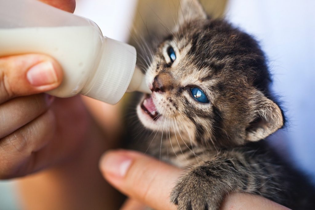 Las Enfermedades Que Puedes Evitar Si Tomas Un Vaso De Leche Al Día