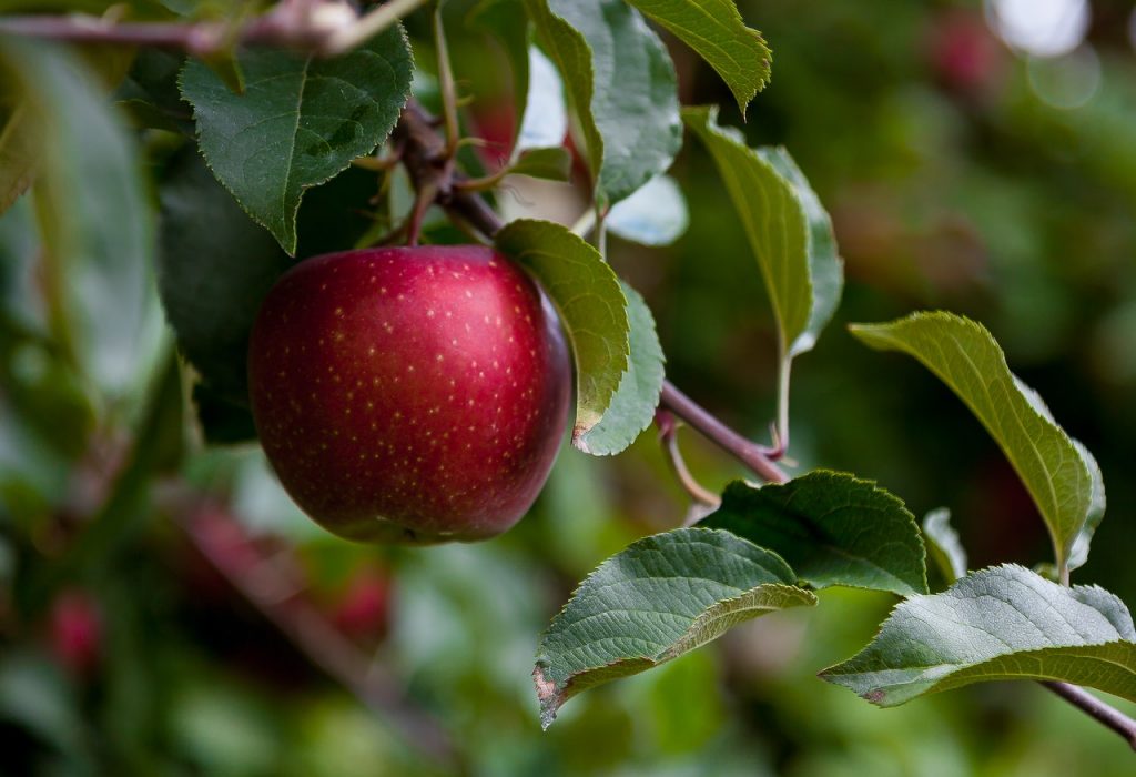Esto Es Lo Que Le Pasa A Tu Cuerpo Si Desayunas Una Manzana