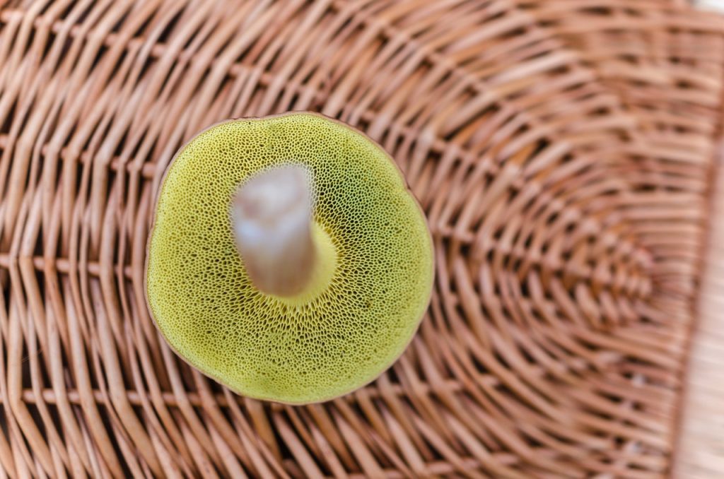 Los Tres Alimentos Que Puedes Comer Con Moho Según La Ocu