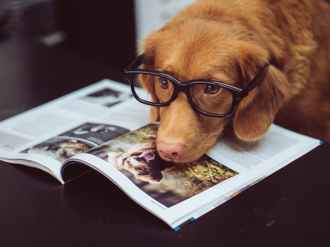 perro gafas