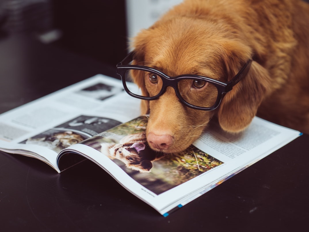 Perro Gafas