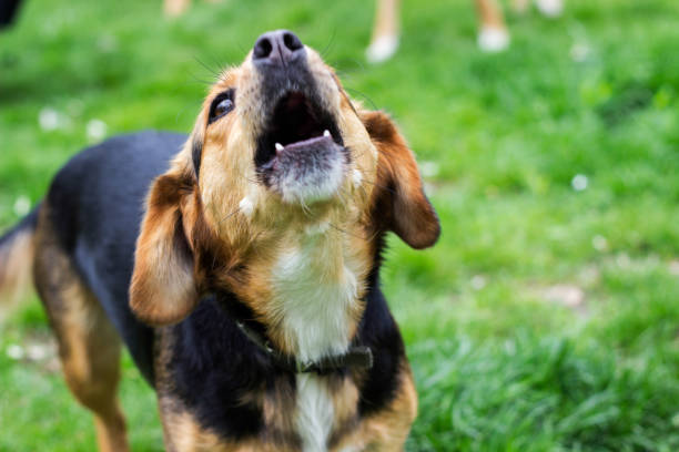 ¿Cuáles Son Las Razones Por Las Que Mi Perro Ladra Constantemente?