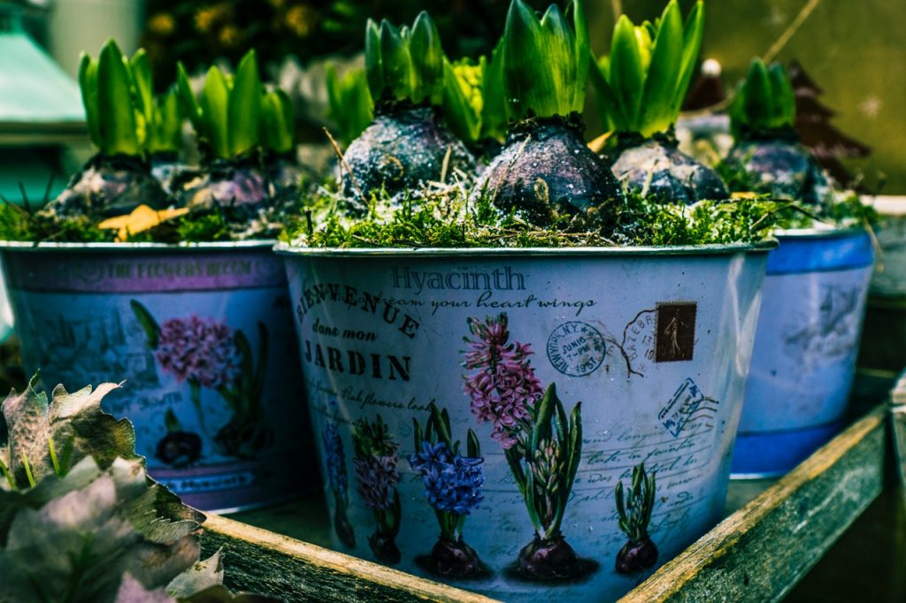 Trucos Para Que Las Plantas No Se Mueran Con Las Heladas