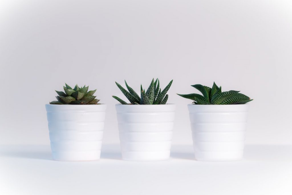Trucos Para Que Las Plantas No Se Mueran Con Las Heladas