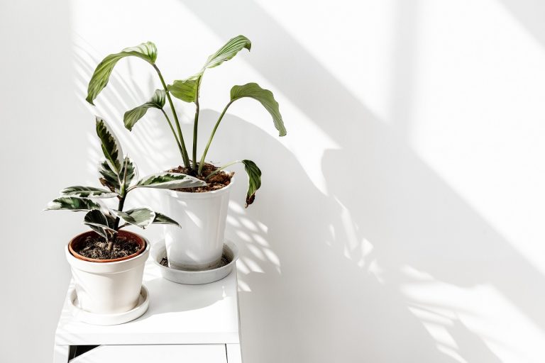 3 trucos que hacen que tus plantas no se mueran en invierno