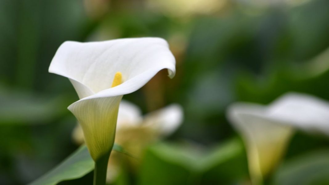 10 plantas que puedes tener en el dormitorio