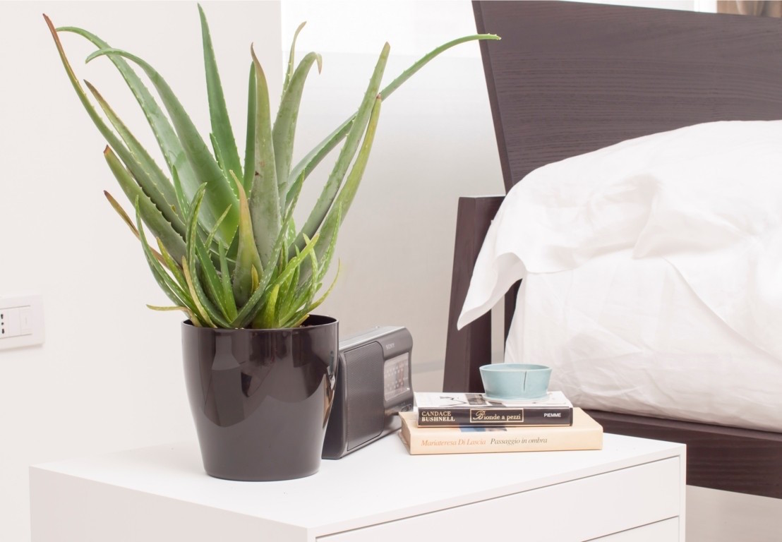 Plantas Que Puedes Tener En El Dormitorio