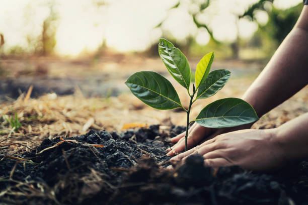 ¿Qué Debo Tomar En Cuenta Al Momento De Trasplantar Una Planta?