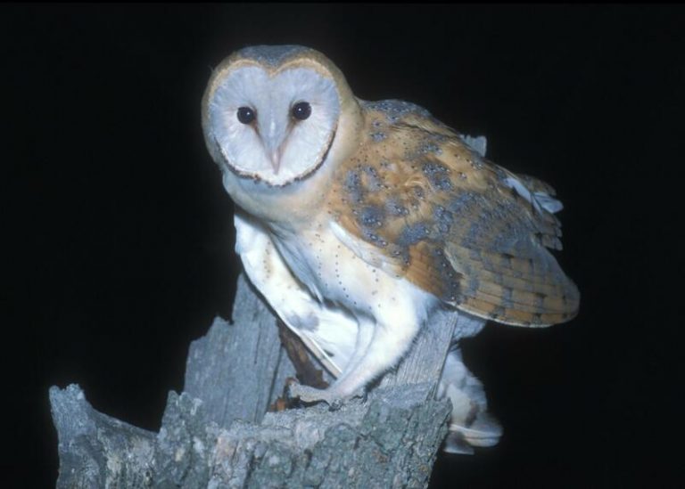 SEO/BirdLife lanza desde este 1 de diciembre el Programa ‘Noctua’